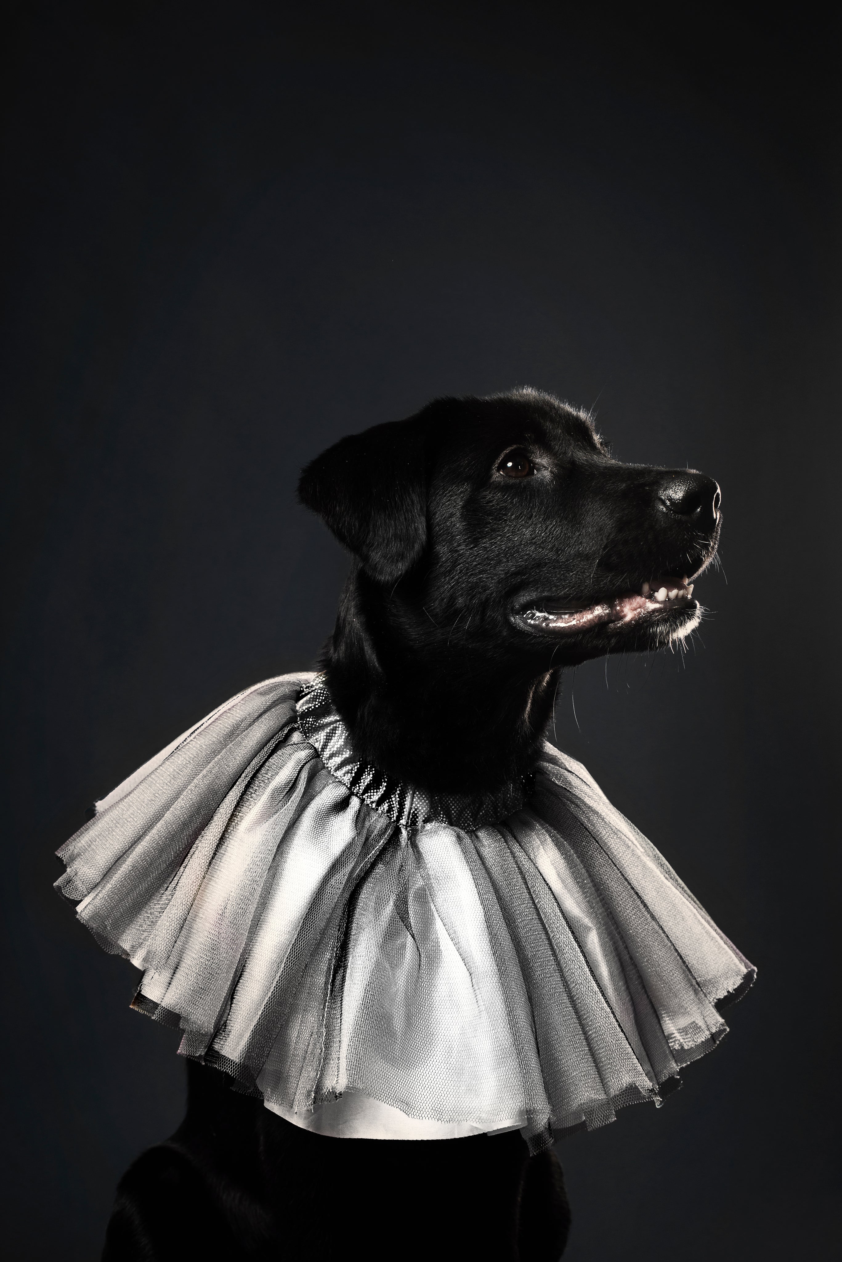 Labrador Bratty Pet